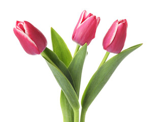 Three beautiful pink tulips isolated on white