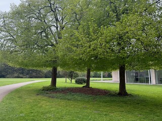Beautiful green trees near building outdoors in spring