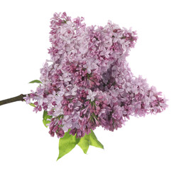 Branch with beautiful lilac flowers isolated on white