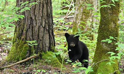 Black Bear Cub © StevertS