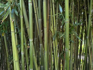 Many bamboo stalks with green leaves outdoors