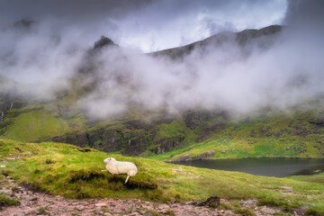 A solitary sheep grazes peacefully on the lush green hills, with stunning misty Carrauntoohil mountain looming in the background, perfectly capturing the captivating beauty of nature, Kerry, Ireland