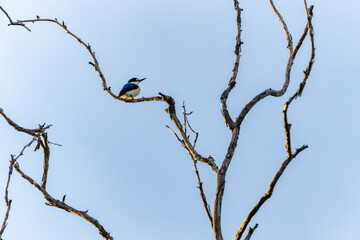 forest kingfisher or Todiramphus macleayii high on branch of dead tree
