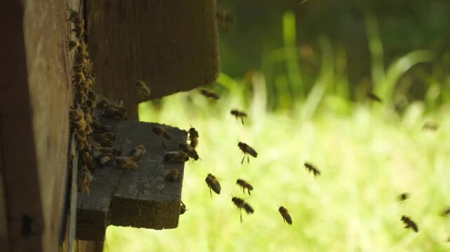 bees flying near the hive