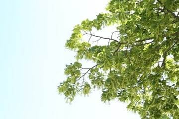 Tree branches with green leaves outdoors, low angle view. Space for text
