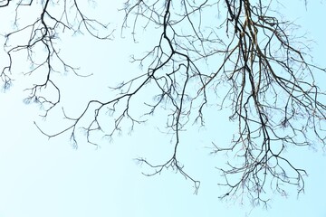 Tree with bare branches under blue sky, bottom view