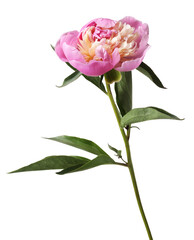 Fototapeta premium Beautiful pink peony flower isolated on white