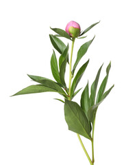 Peony plant with bud and leaves isolated on white