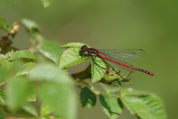 large red damselfly (Pyrrhosoma nymphula)