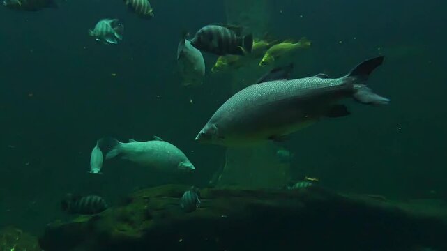 Group of tropical fish of Tanganyika Lake swimming in the clear blue water