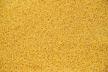 건강한 곡식 찰기장