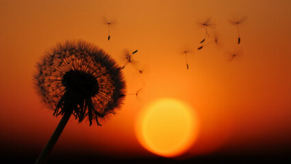 Naklejka premium Silhouette of dandelion seeds at sunset