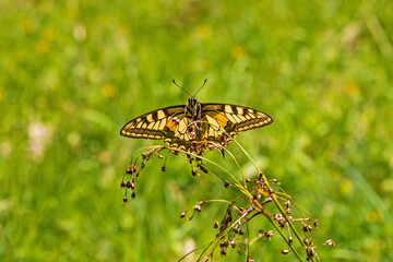 Allgäu - Schmetterling - Schwalbenschwanz - Bad Hindelang - Falter