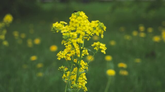 Winter-cress and Dandelion Field Slow Mo