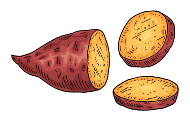 Slice and half sweet potato. Vintage engraving vector color illustration. Isolated on white background.