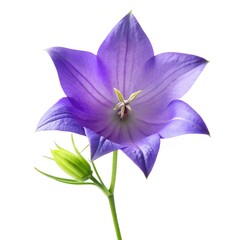 Belli Flower On White Background