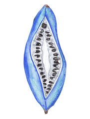 Blue sausage fruit hand-painted food illustration Colorful clipart for recipe cards, cooking book, restaurant menu, educational material and etc. 