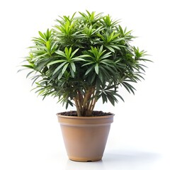 Obraz premium Jamipholia Plant Isolated On The Middle Of White Background