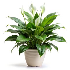 Peace Lili On White Background