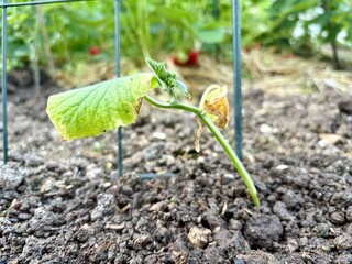 young tomato seedling