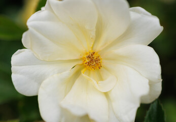 white and yellow flower