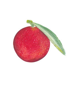 Yangmei red fruit hand-painted food illustration Colorful clipart for recipe cards, cooking book, restaurant menu, educational material and etc. 