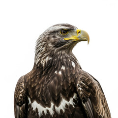 Obraz premium american bald eagle
