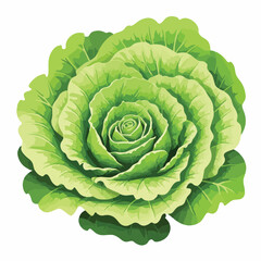single curly lettuce leaf with layered folds and textured edge