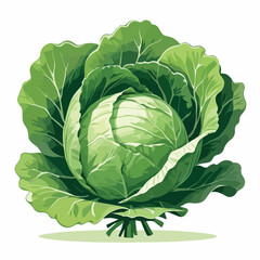 Cabbage Icon