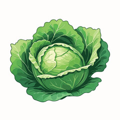 Flat Green Cabbage Head Vector