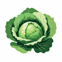 single cabbage head with tightly layered leaves and slight top indent