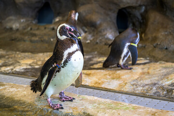   水族館でくつろぐかわいいペンギンたちの愛らしい姿