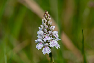 Close up of a heath spotted orchid (dactylorhiza maculata) flower
