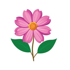 pink cosmos flower
