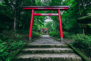  箱根の緑に映える公時神社の美しい鳥居と参道　神奈川県箱根町