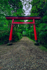  緑深い森林に立つ朱色の鳥居が美しい公時神社　神奈川県箱根町