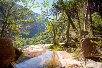 Naklejka premium The Emerald Pools in Zion National Park, Utah