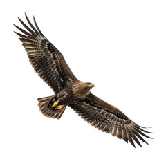 Obraz premium american bald eagle