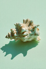 Fototapeta premium A Seashell on a Light Green Background
