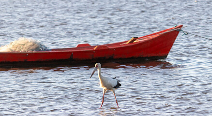 Maguari Stork walking at sunset in Laguna de Rocha, Uruguay.	