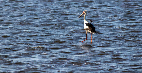 Maguari Stork walking at sunset in Laguna de Rocha, Uruguay.	