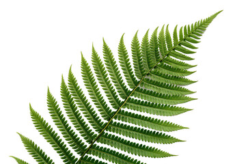 Lush Green Fern Frond on White Background - Botanical Detail