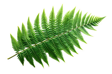 Lush Green Fern Frond, Detailed 3D Render