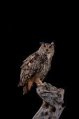 Eagle owl perched on a log at night.