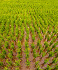 Young rice fields on dry soil, Bali, Indonesia