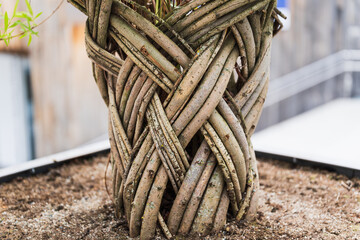 Close-up of a decorative tree with an artfully woven trunk made of living branches in a container....