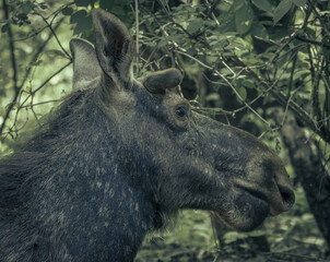 moose head