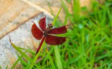 Closeup of a stunning red dragonfly (Neurothemis terminata), Lombok, Indonesia