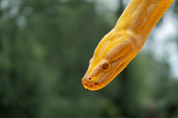 Stunning albino Burmese python glistens in natural light within a lush environment