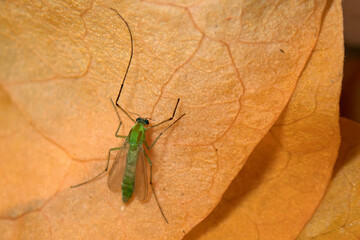 Green Chironomus midge resting on a dried leaf in a natural setting during the afternoon